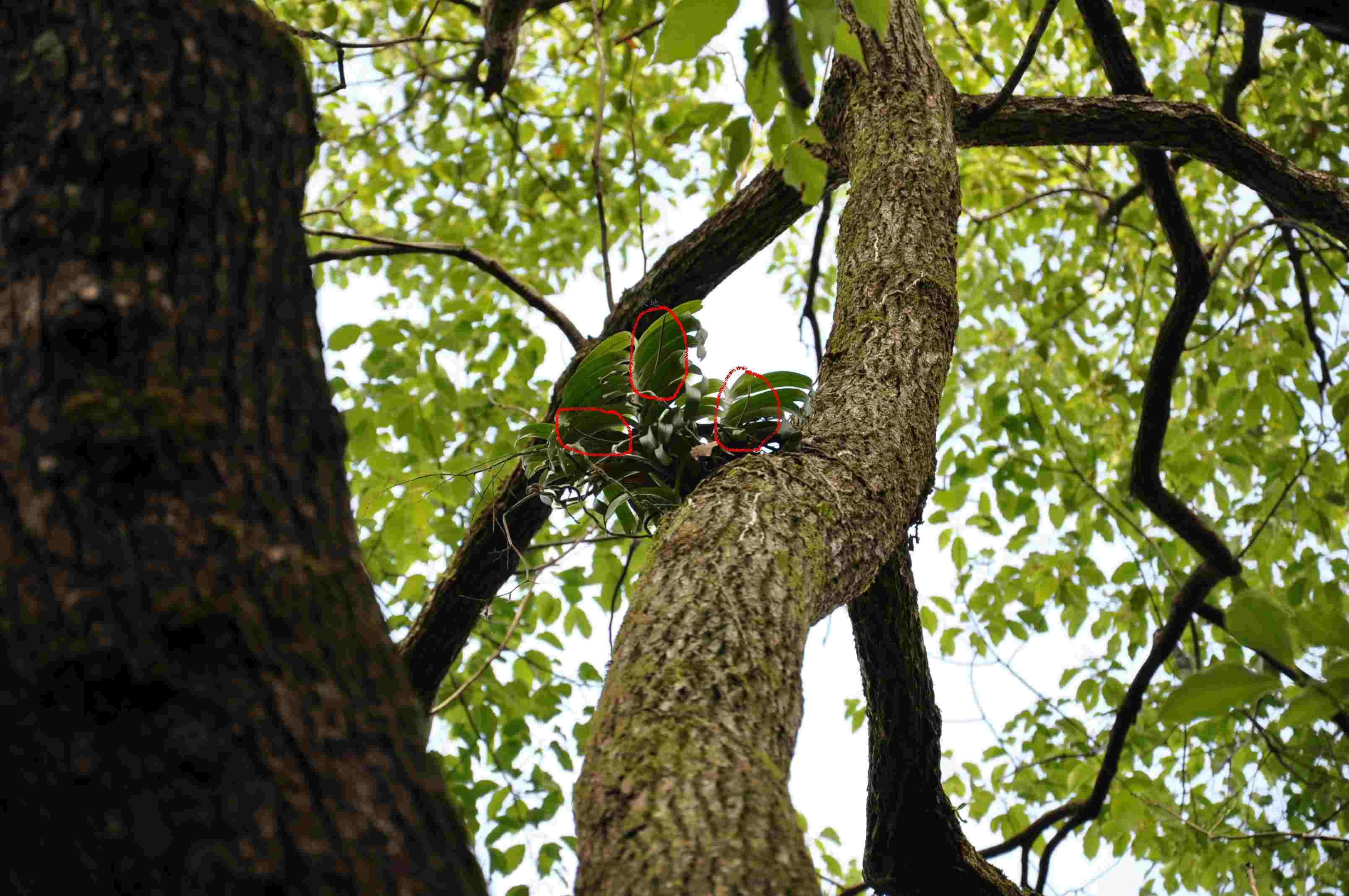 按此在新視窗瀏覽圖片