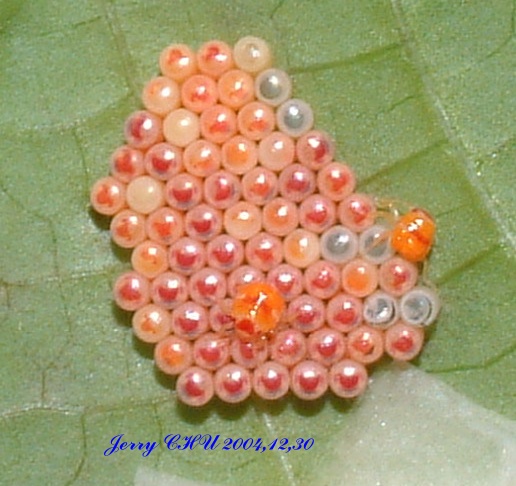 按此在新視窗瀏覽圖片