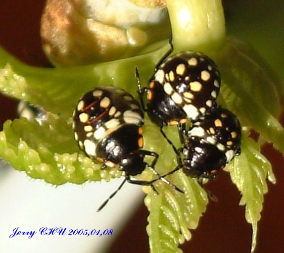 按此在新視窗瀏覽圖片