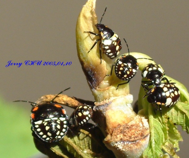 按此在新視窗瀏覽圖片