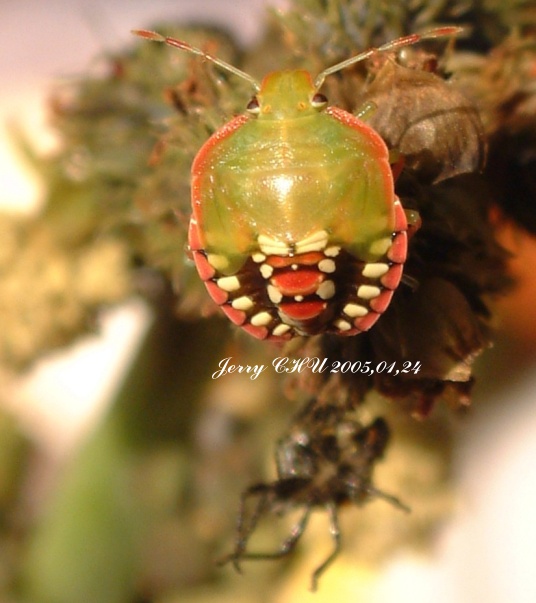 按此在新視窗瀏覽圖片