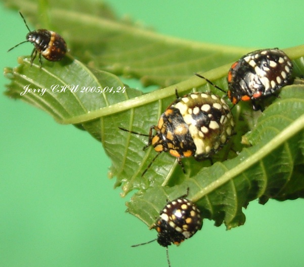 按此在新視窗瀏覽圖片