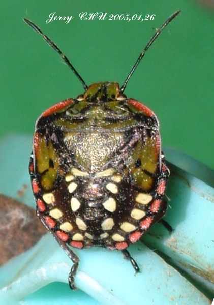 按此在新視窗瀏覽圖片