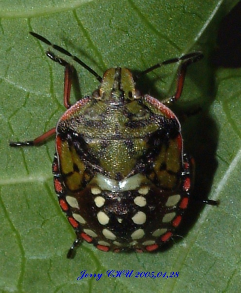 按此在新視窗瀏覽圖片