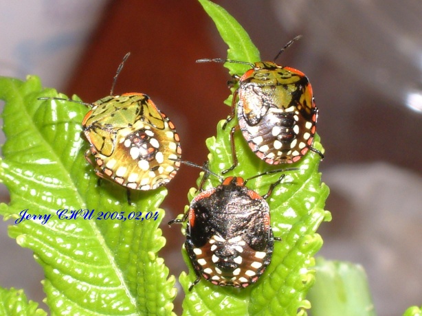 按此在新視窗瀏覽圖片