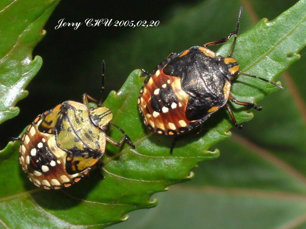 按此在新視窗瀏覽圖片