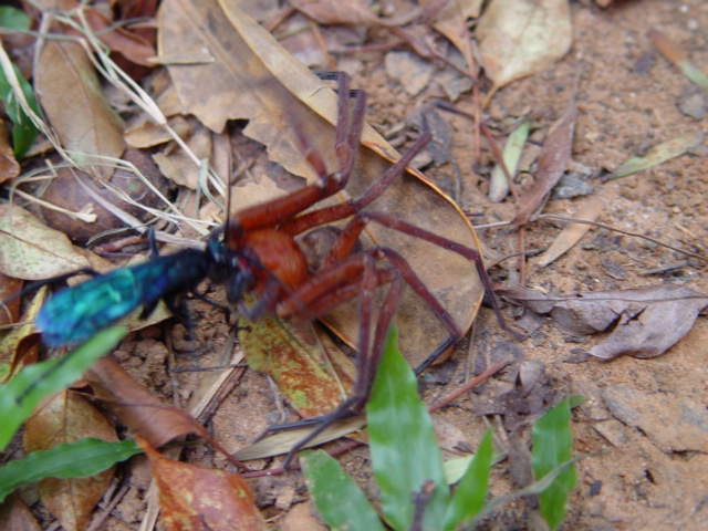 按此在新視窗瀏覽圖片