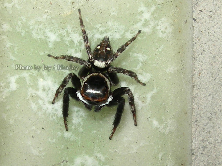 按此在新視窗瀏覽圖片