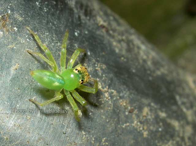 按此在新視窗瀏覽圖片