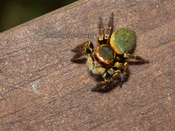 按此在新視窗瀏覽圖片