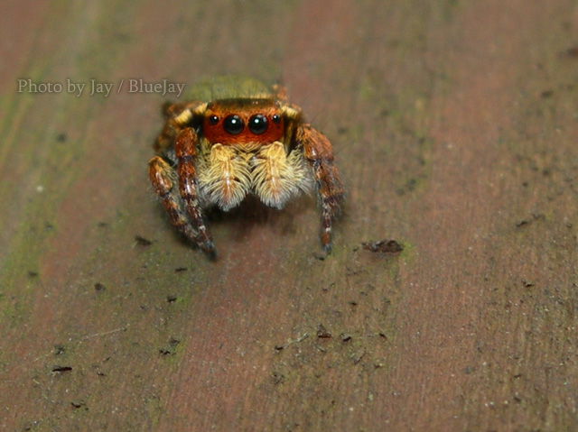 按此在新視窗瀏覽圖片