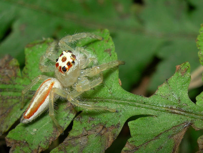 按此在新視窗瀏覽圖片