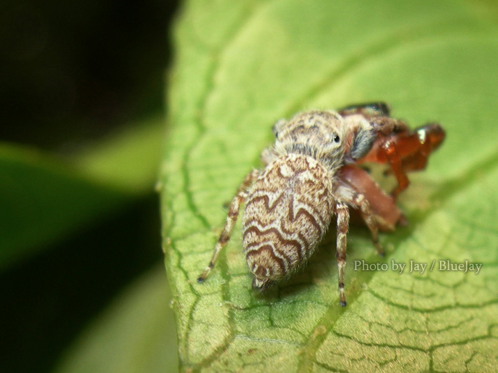 按此在新視窗瀏覽圖片