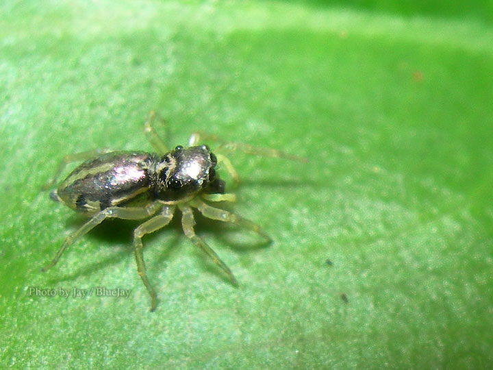 按此在新視窗瀏覽圖片