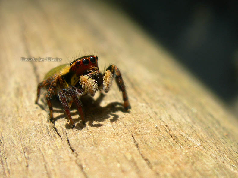 按此在新視窗瀏覽圖片