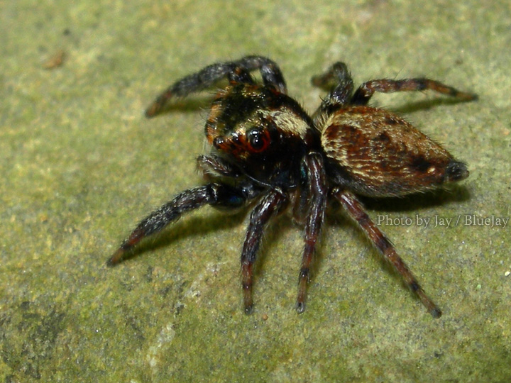 按此在新視窗瀏覽圖片