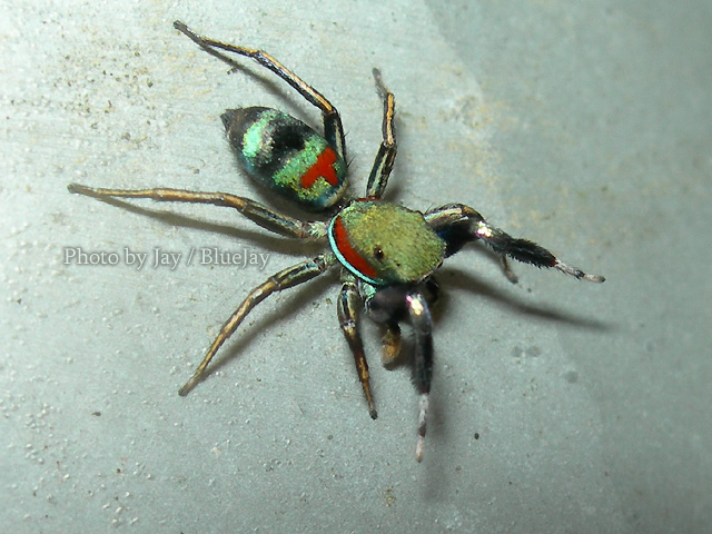 按此在新視窗瀏覽圖片