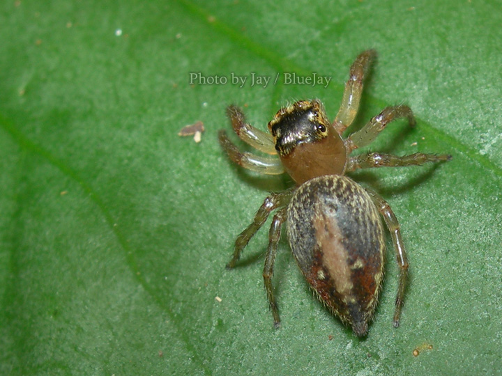 按此在新視窗瀏覽圖片