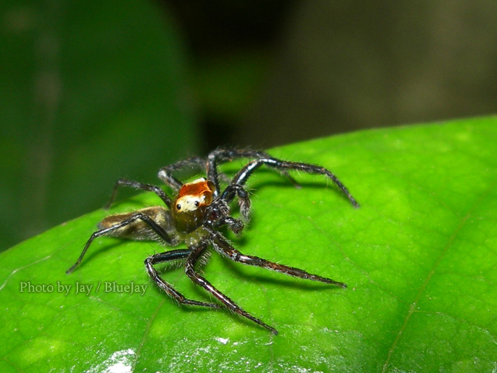 按此在新視窗瀏覽圖片