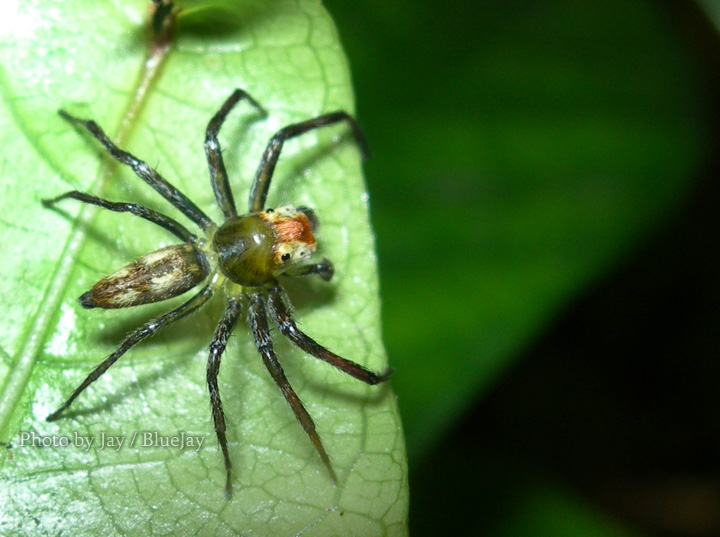 按此在新視窗瀏覽圖片
