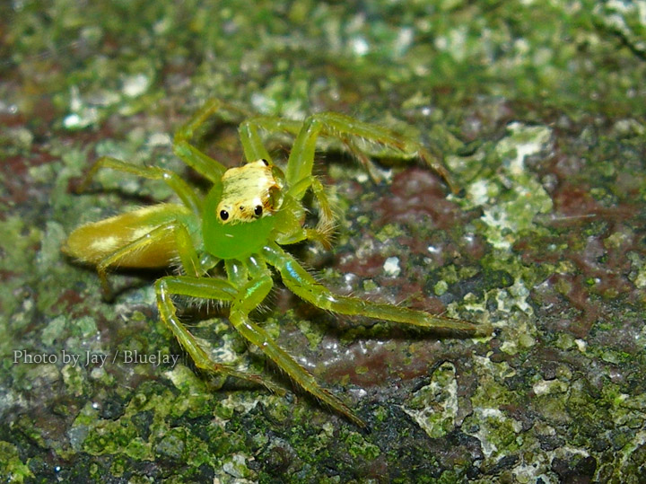 按此在新視窗瀏覽圖片