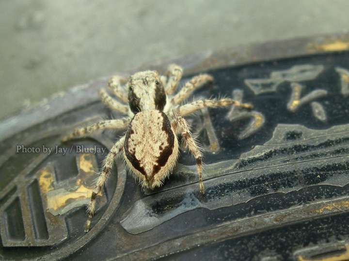 按此在新視窗瀏覽圖片