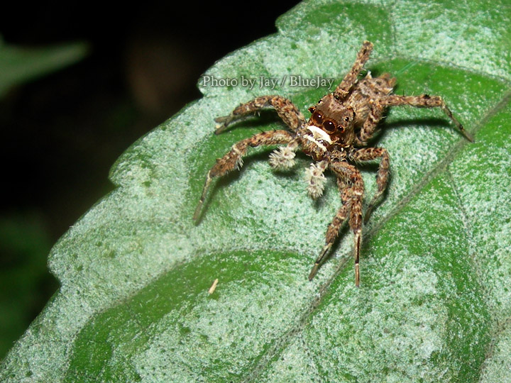 按此在新視窗瀏覽圖片