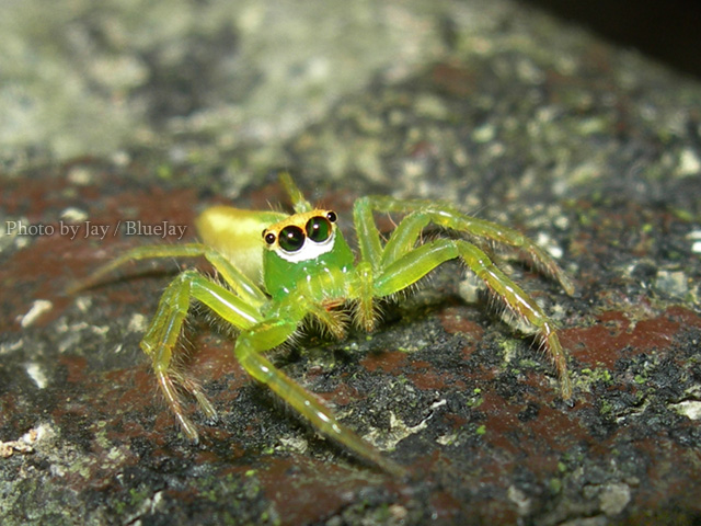 按此在新視窗瀏覽圖片