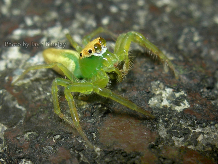 按此在新視窗瀏覽圖片