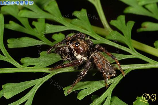 按此在新視窗瀏覽圖片