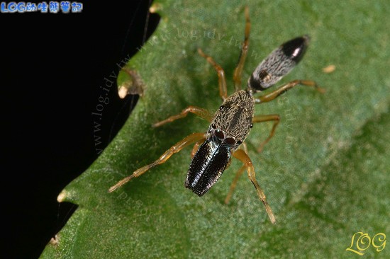 按此在新視窗瀏覽圖片