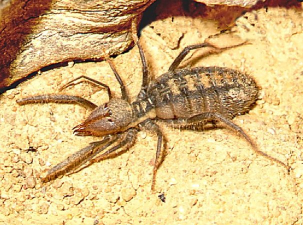 «ö¦¹¦b·sµøµ¡ÂsÄý¹Ï¤ù