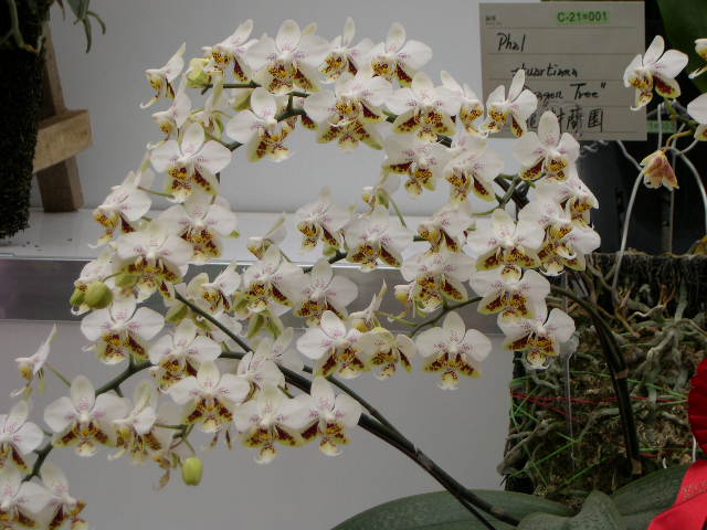 «ö¦¹¦b·sµøµ¡ÂsÄý¹Ï¤ù