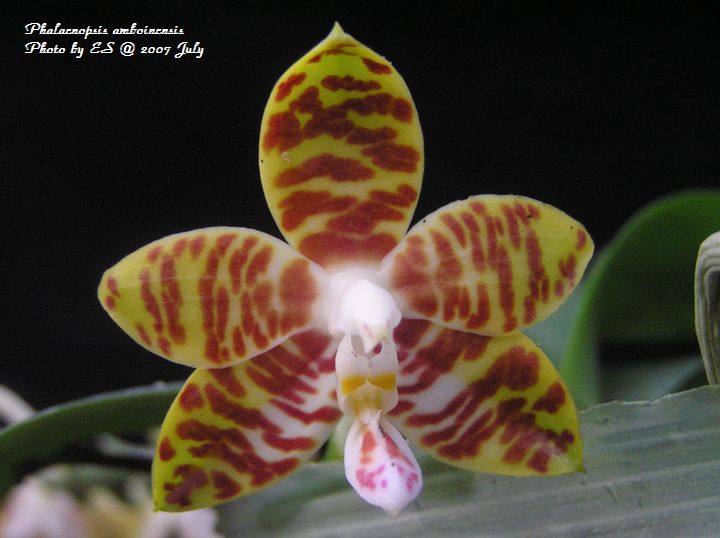 按此在新視窗瀏覽圖片