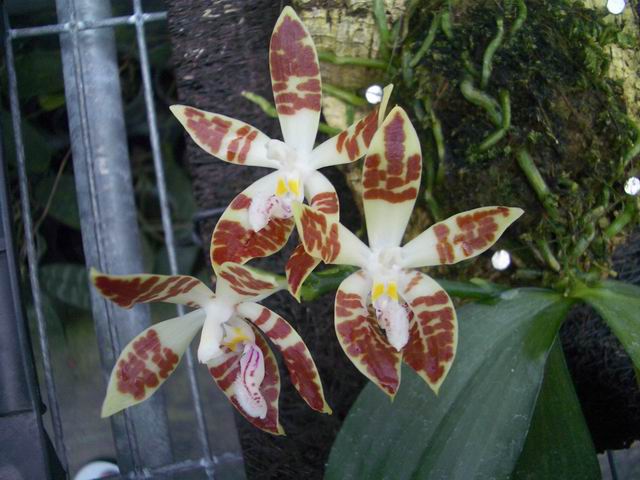 按此在新視窗瀏覽圖片