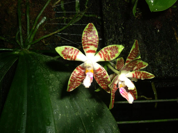 按此在新視窗瀏覽圖片