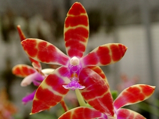 按此在新視窗瀏覽圖片