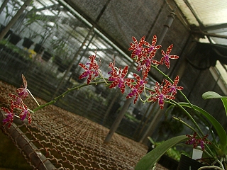 按此在新視窗瀏覽圖片