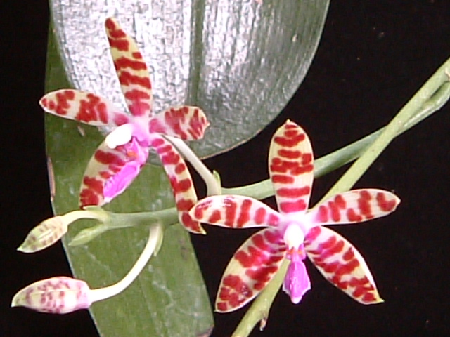 按此在新視窗瀏覽圖片