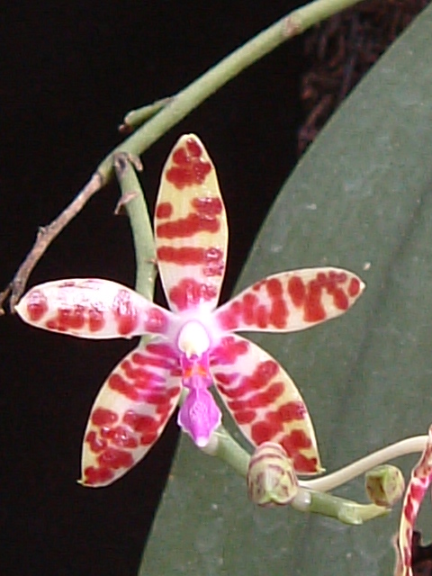 按此在新視窗瀏覽圖片