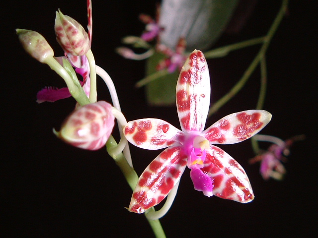 按此在新視窗瀏覽圖片
