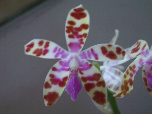 按此在新視窗瀏覽圖片