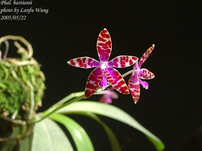 按此在新視窗瀏覽圖片