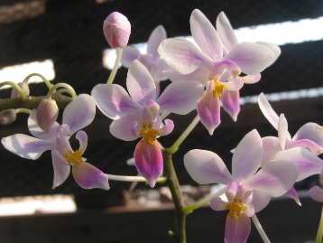 按此在新視窗瀏覽圖片