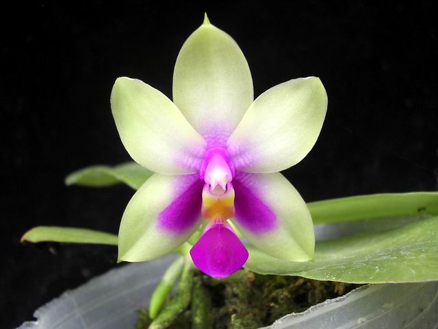 按此在新視窗瀏覽圖片