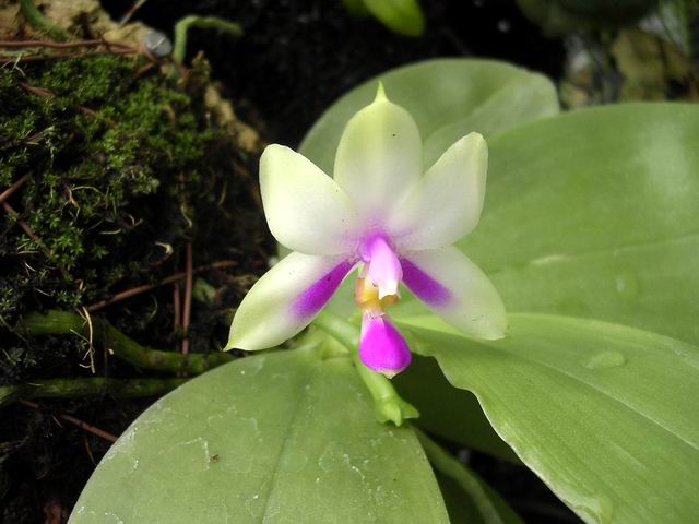 按此在新視窗瀏覽圖片