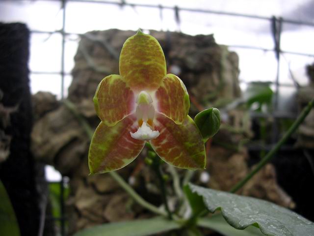 按此在新視窗瀏覽圖片