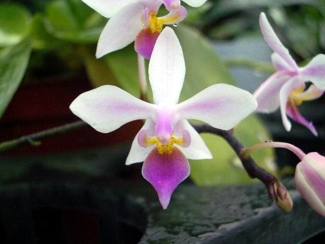 按此在新視窗瀏覽圖片