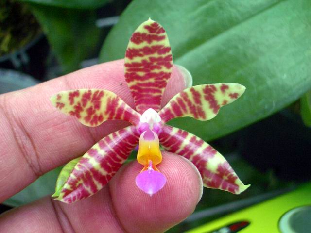 按此在新視窗瀏覽圖片