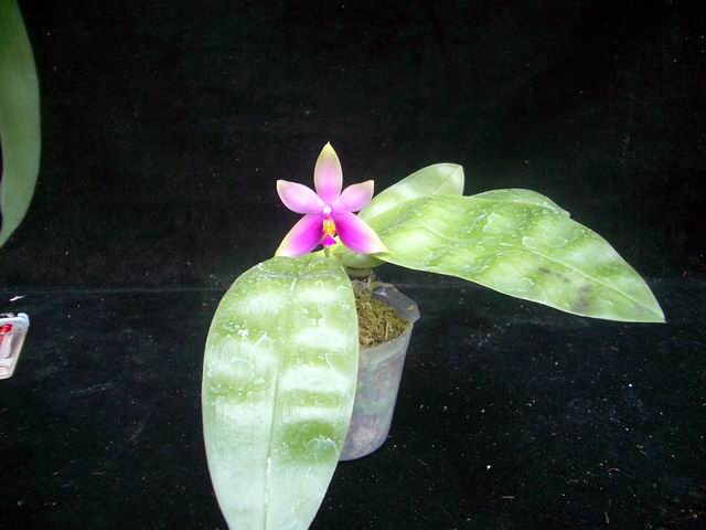 按此在新視窗瀏覽圖片